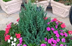 Beco das Flores - Foto 12