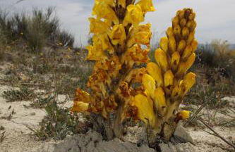 Alojamientos Rurales Cortijo Las Golondrinas - Foto 45