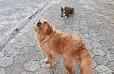 Chalé com piscina em Vilas do Atlântico - Foto 2