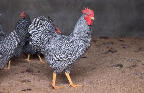 Poggio Diavolino - Suvereto - Foto 17