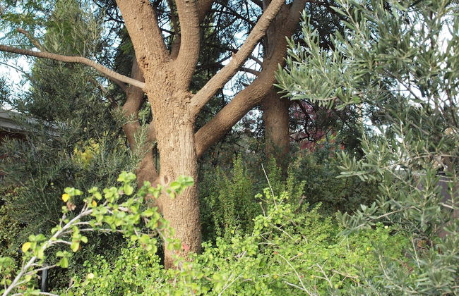 Capon Cottage - Foto 20