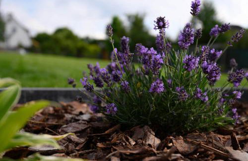 Die Nummer eins - Ferienwohnungen Hufnagel - Foto 49