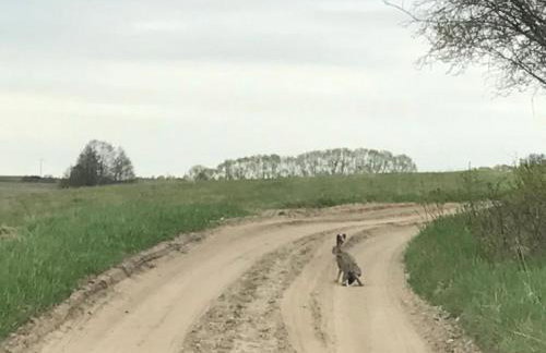 Andrzejówka - Photo 60