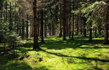 Altes Zollhaus im Wald - Foto 17