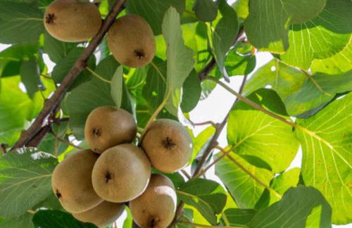 Quinta Dos Kiwis - Foto 23