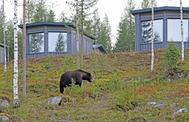 Bear Centre - Foto 1