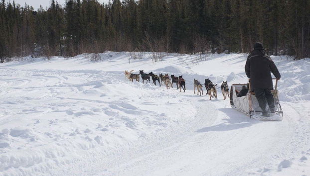 Husky Dog Sledding - Foto 2