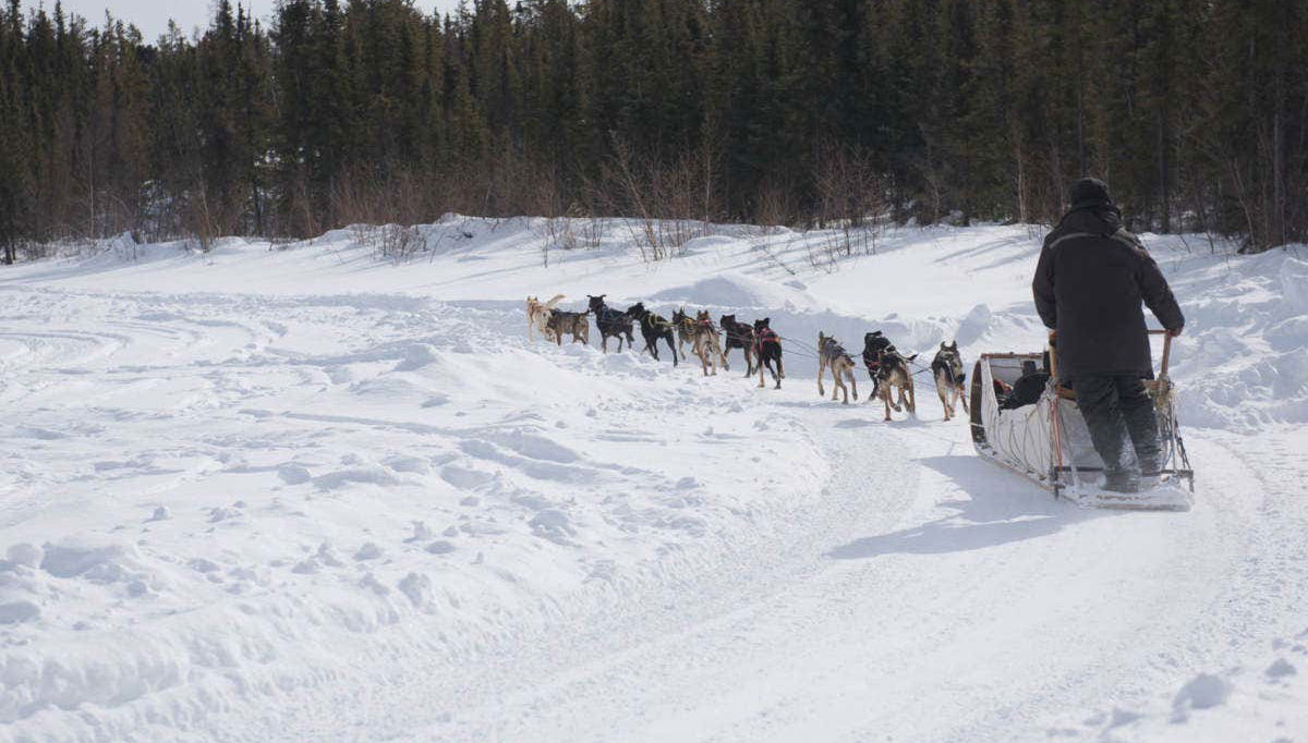 Husky Dog Sledding - Foto 1