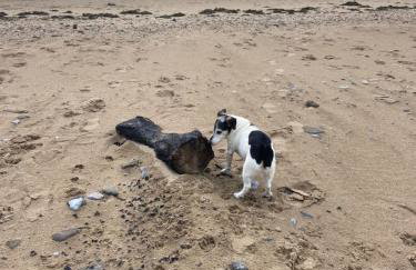 Adorable bedsit for you, partner and your pet! - Foto 47