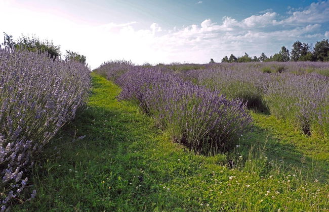 apartmani lavanda - Foto 39