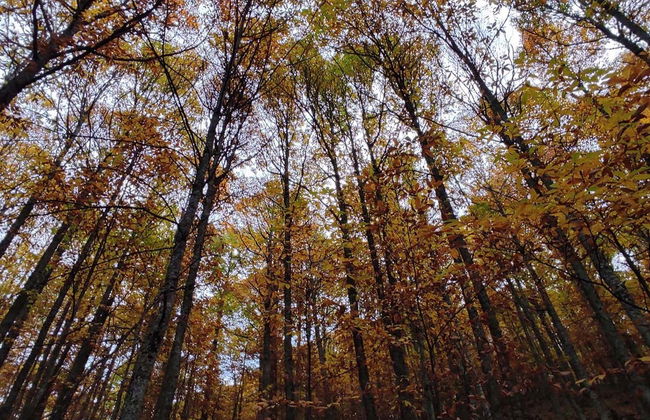 Tour en 4x4 por el valle del Ambroz - Foto 7