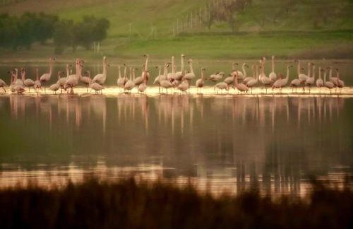 Avocetta Luxury Villas by TravelPro - Halkidiki - Photo 37