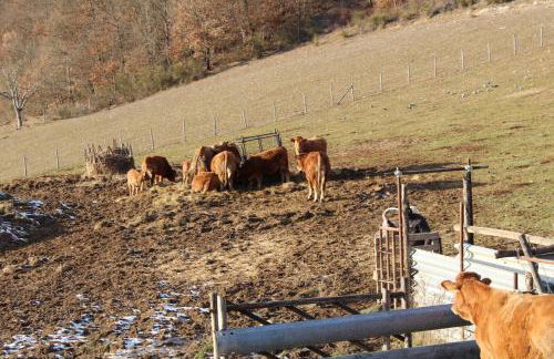 Agriturismo Natura e Gusto fattoria didattica - Foto 3