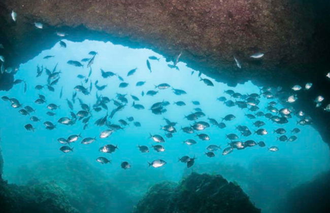 Bautismo de buceo en el Parque Natural de Arrábida - Foto 3