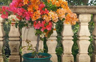 MASSERIA INCANTAMENTO Suite Bouganville - Foto 25