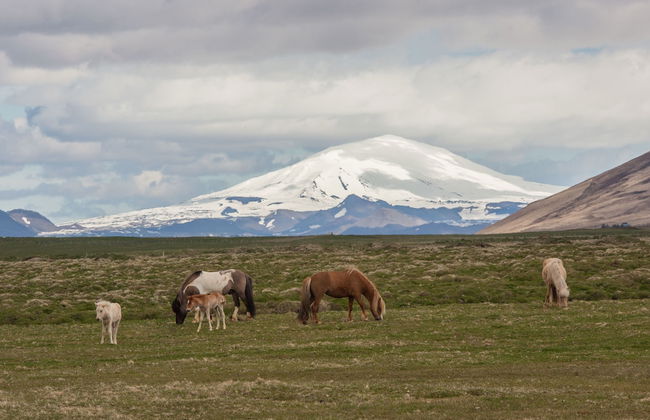 Kornhóll Holiday home - Foto 17