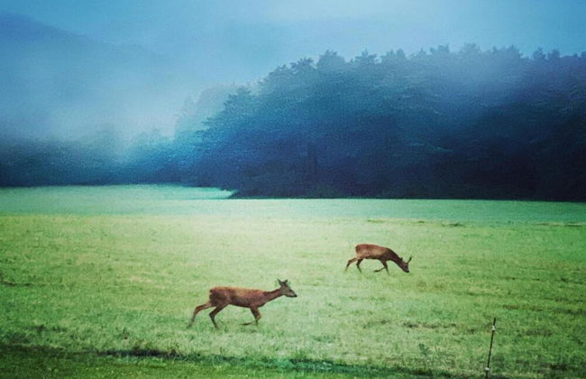 Estate in Dordogne Near Sites - Photo 41