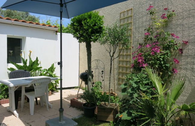 Roses Tremières - Foto 14