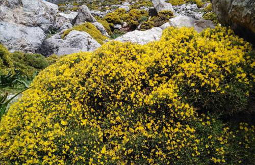 Tilos Island house - Foto 33