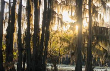 Pelican's Nest, Caddo Lake Cabins, with Kayaks - Foto 18