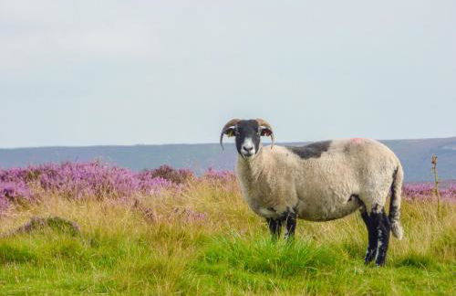 Foxhunter Cottage - Foto 14