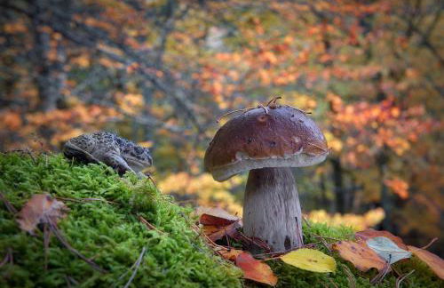 El Chorrón - Foto 43