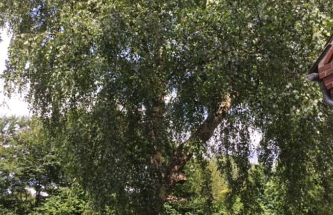 Ferienwohnung Tante Lise - Foto 24