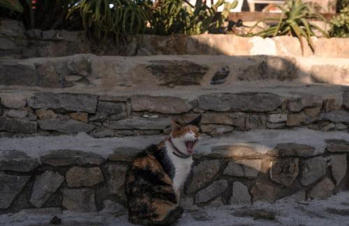 João Jungle - Foto 35