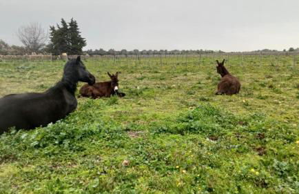 LE DOMAINE D AMBRE La maison des Ecuries - Photo 13