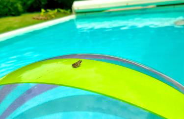 Gîte Corrézien 3 pers. Piscine chauffée - Foto 11