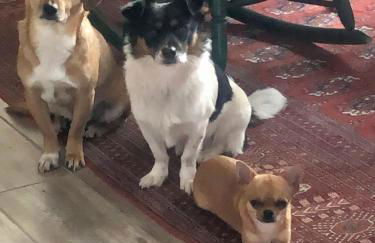 Gästehaus White Horse Diedersen - Foto 38