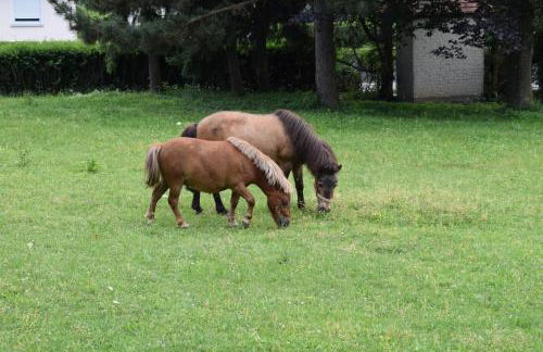 Gästehaus Kirchenbauerhof - Foto 30