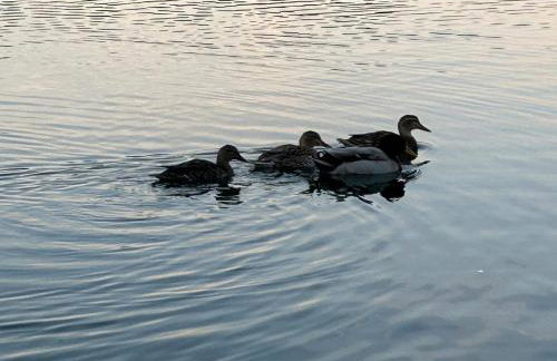 Maison provençale proche du lac - Foto 21