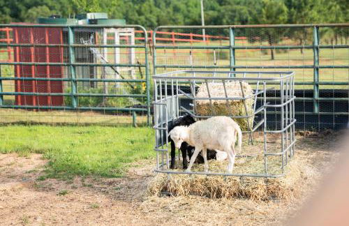 6BR Rural Retreat Private Property #Skelly - Foto 66