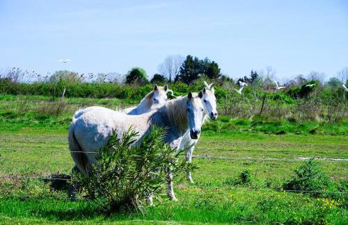 Un Cabanon en Camargue - Foto 14