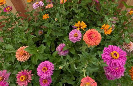 Basecamp Bluff - Bungalow with Patio, Dogs Welcome - Foto 19