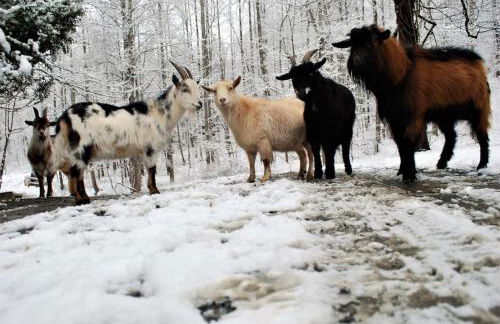 DO NOT Book property sold requested removal multiple times without luck Shenandoah NP Old Rag and White Oak Canyon - Foto 15