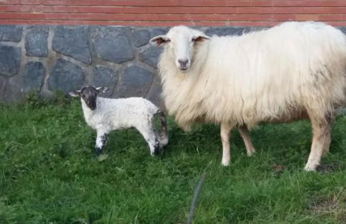 Casa FamiliarArtola Etxea San Sebastian-Pamplona-Bilbao - Foto 44