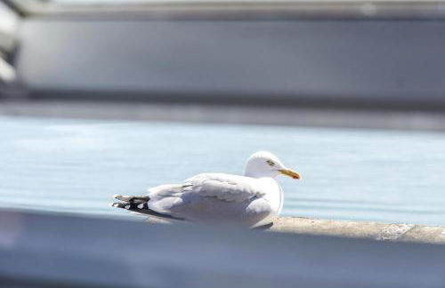 The Penthouse - Luxury 1 Bed - Panorama - Tenby - Photo 42
