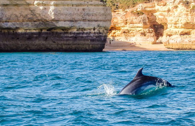 Dolphin Watching in Albufeira - Photo 6