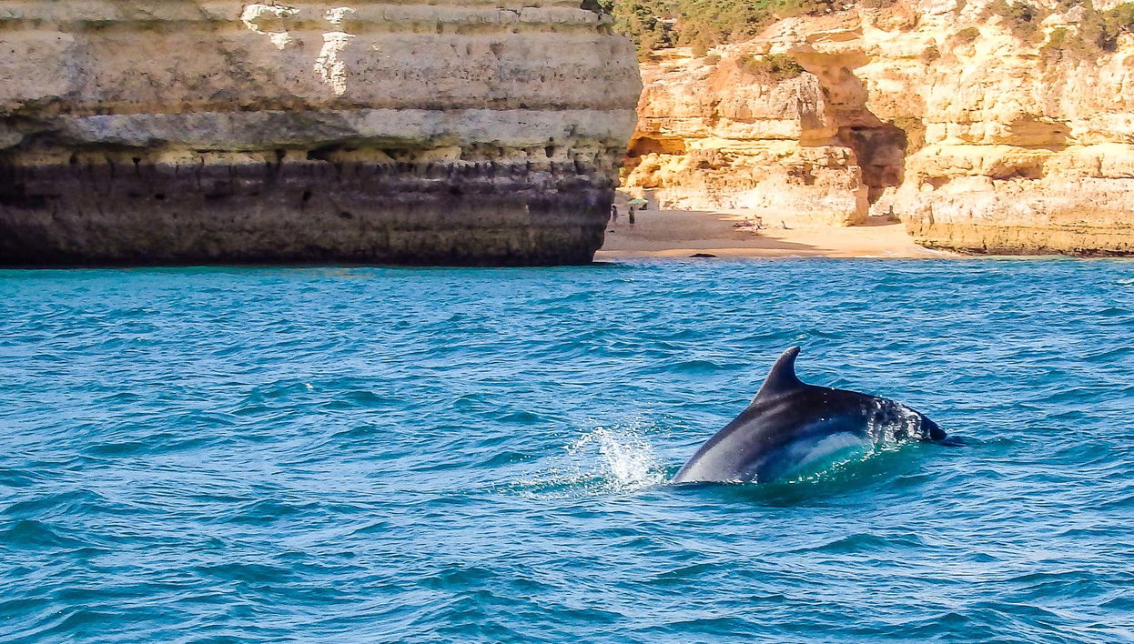 Avistamento de golfinhos em Albufeira