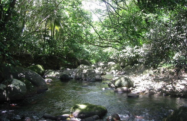 Citrus Creek Plantation - Photo 78