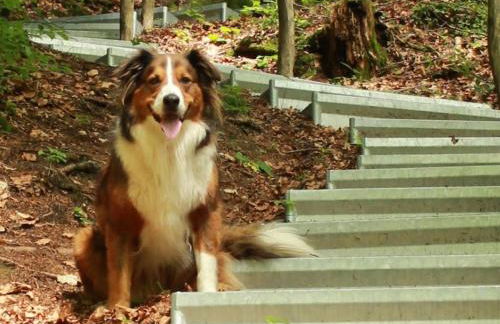 Thalerbauer Ferienwohnungen - Foto 33