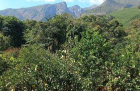 Cantinho do Ipê Alto Caparaó MG - Foto 16