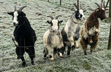 FAIRVIEW FARM Holiday Accommodation 14 Luxury Lodges, Cabins, Dog Friendly, Suitable for Couples, Families and Groups, Wedding Guests , Corporate events, Sleeps 2-65 guests in Ravenshead, Nottingham near Sherwood Forest, set in 88 acres - Photo 9