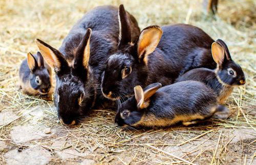 Brückenhof Rohna - Photo 10