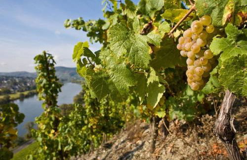 Muhlenhof - Muller Thurgau - Foto 31