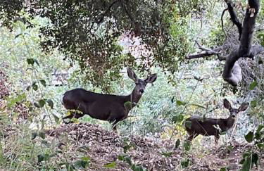 Stunning Hollywood Midcentury Modern-Views-Best Location! - Foto 50