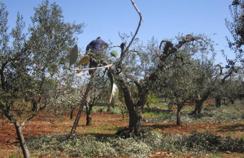 Agriturismo Laire Masseria - Foto 20