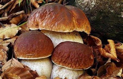 La Mia Valigia “Casetta Fragolina” - Foto 32